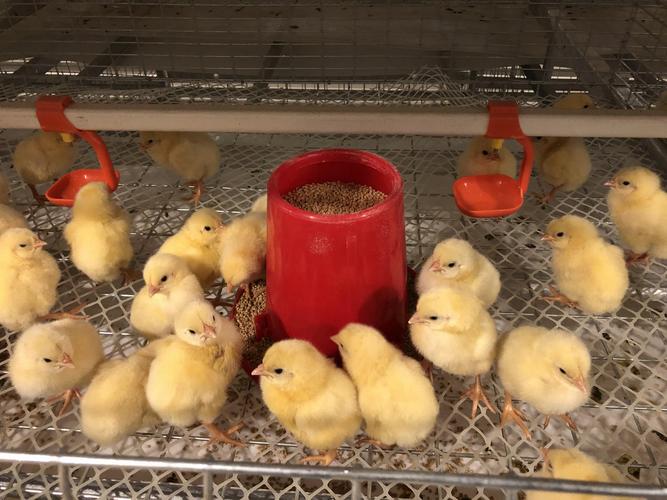 家禽養殖燈可調光led燈管