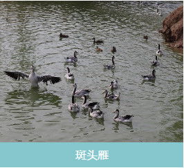 太原鳳頭潛鴨苗養殖哪家好,羅紋鴨苗養殖哪家不錯