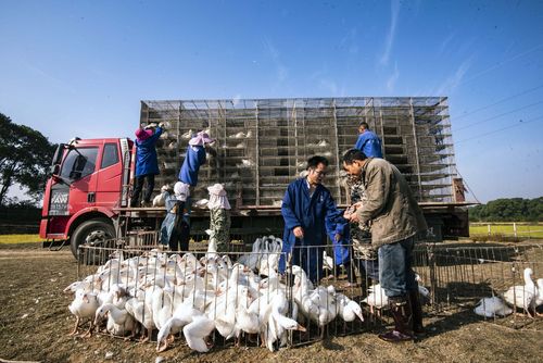 家禽養殖走俏 商販現場收購