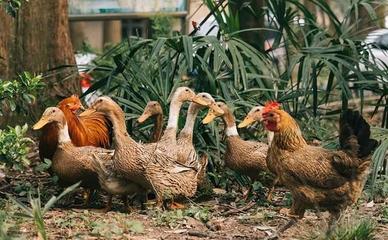 2021年6月下旬,農(nóng)產(chǎn)品迎來(lái)3漲1降,農(nóng)戶如何應(yīng)對(duì)風(fēng)險(xiǎn)?