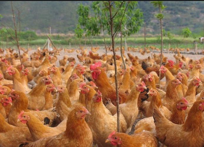 安徽省亳州市利辛縣農村副產品,果園及家禽代養殖基地 聯系人:鄭總