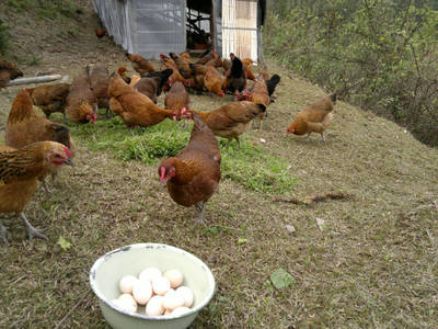 家禽_何其江(個(gè)體經(jīng)營(yíng))-