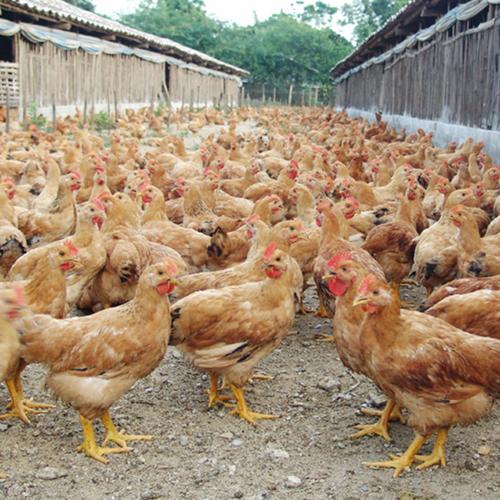 只                                  墾利縣瑞翔家禽養殖