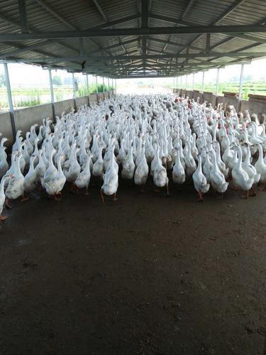 六安市金裕園家禽養殖好不好