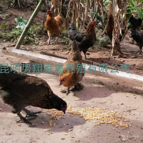 昆明勢翔家禽養殖-產品展示