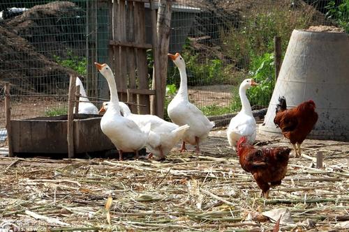 農民房前屋后的家禽飼養場!