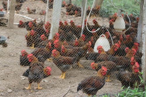 家禽家畜規模養殖實踐教學專題