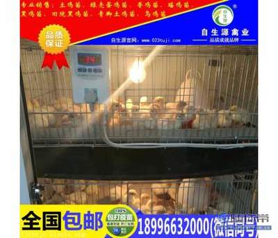 【脫溫雞 脫溫雞苗 脫溫雞養(yǎng)殖 脫溫雞價(jià)格】梁平縣自生源家禽養(yǎng)殖基地 - 產(chǎn)品庫(kù)