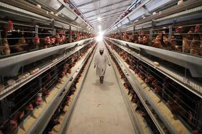 墾利街道富硒雞蛋登上電商平臺(tái)新鮮雞蛋排行榜首位