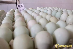 2018年5月30日 距 歌詩達郵輪游學(xué)之旅還有三天