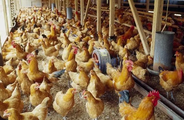原本現階段正是家禽養殖戶進苗的高峰期,但由于目前飼料價格奇高無比