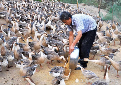 農村養鵝越來越多,有人成功有人失敗,養鵝常見的誤區有哪些?