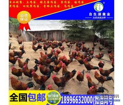 【香雞 香雞苗 香雞苗品種 香雞苗價(jià)格 香雞苗品種優(yōu)勢(shì)】梁平縣自生源家禽養(yǎng)殖基地 - 產(chǎn)品庫(kù)