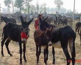 標準 驢烏頭驢驢駒種驢肉驢價格 養驢