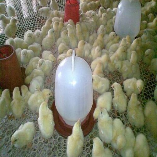 供應家禽養殖網 塑料平網低價處理 質量保證