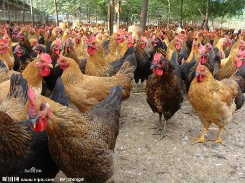 供應家禽,家禽批發,家禽電話,家禽養殖技術