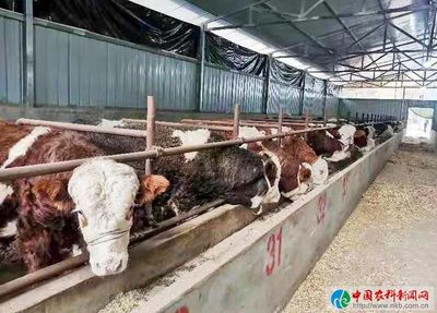 陜西南鄭:以產(chǎn)業(yè)興旺帶動(dòng)鄉(xiāng)村振興