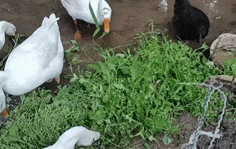 明天開業 江津城區可買四面山正宗 土貨 啦