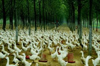 如此這般,疊加收入滾滾來(lái)!