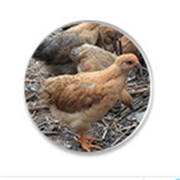 桂林平樂(lè)春苑生態(tài)養(yǎng)殖有限責(zé)任公司