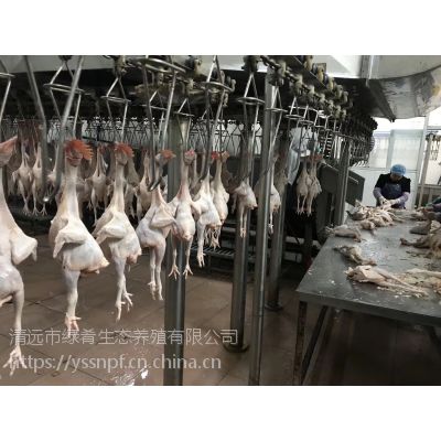 廣東廣州 三黃雞 矮腳王麻黃 光雞 批發(fā)送貨上門 供應(yīng)酒店餐廳食堂價格 中國供應(yīng)商