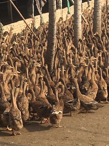 搜索南-廣漢中力家禽養殖有限責任公司-產品展廳