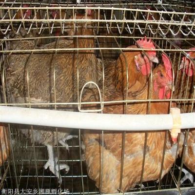 土蛋雞半大雞正宗本地青腳土雞脫溫苗抗病力強(qiáng)易活