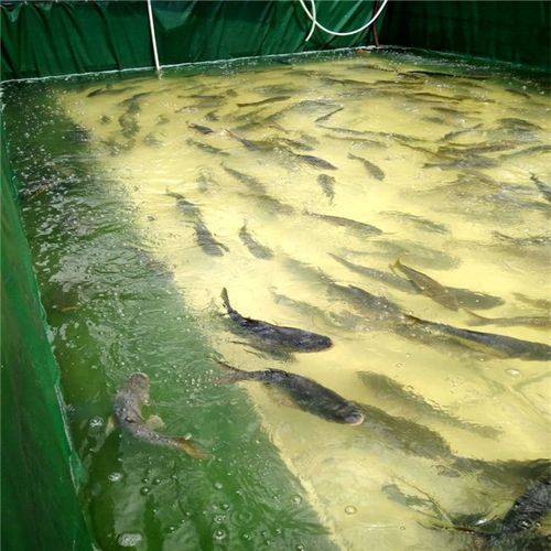 湖北防霉水產養殖魚池生產廠家篷布魚池