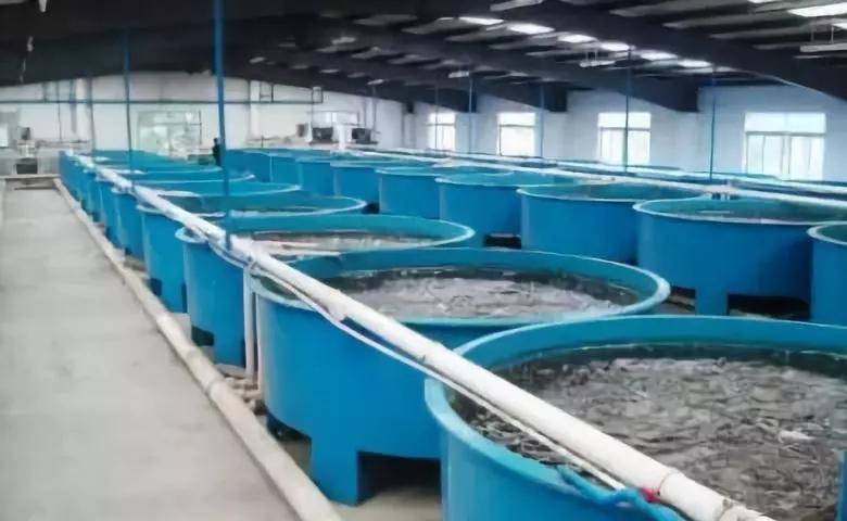 助力養殖戶走俏水產市場-行業資訊-北京鑫魯禹空氣源熱泵廠家