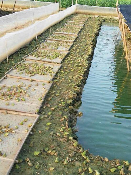 【四川黑斑蛙攀枝花黑斑蛙批發價格啟程水產養殖場】價格,廠家,林蛙