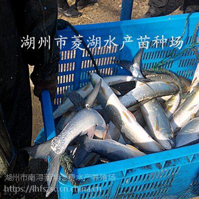 湖州市南潯菱湖老費水產養殖場