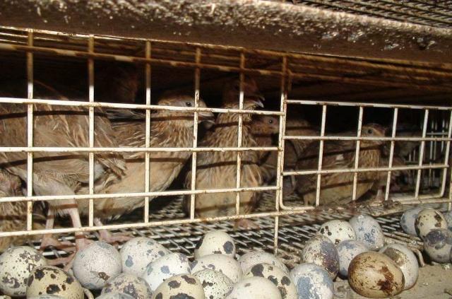 鵪鶉養殖“4要素”,想要成功養出好鵪鶉,這篇文章值得一看!