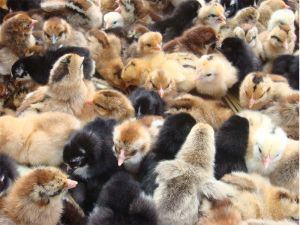 東鄉海旺家禽孵化廠