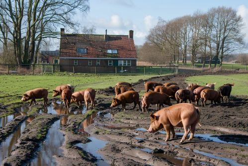家禽家畜豬養殖業圖片 攝影圖 下載至來源處