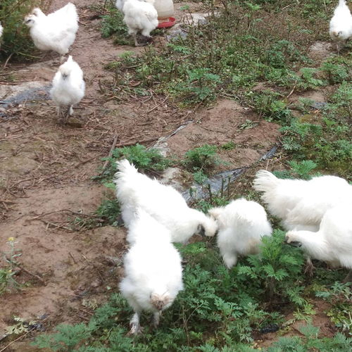 湛江土雞苗孵化場