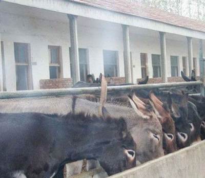 供應肉驢,小驢,德州驢,幼驢,驢駒,牛犢,肉牛犢等-湖州家禽