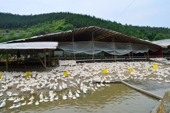 鴨子,土鴨養殖,鴨場