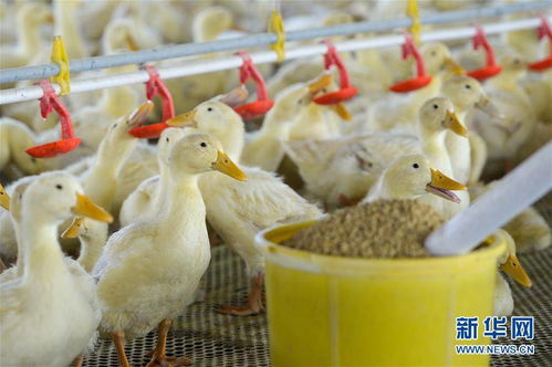 新疆洛浦縣 小鴨子做成大產業