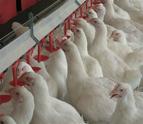 如何預防養殖家禽大腸桿菌病