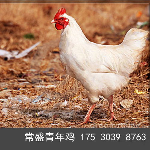 圖片,海量精選高清圖片庫 鶴壁市山城區常盛蛋雞青年雞養殖場