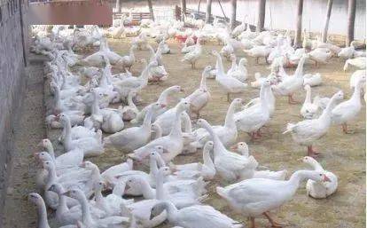 雞鴨鵝都是家禽,為何農村養雞鴨的多,養鵝的卻很少 鵝難養嗎
