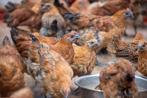 以前15元 斤買不到,如今3塊沒人要,為何肉雞價格下跌這么快