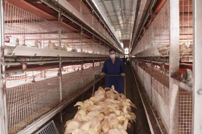 武宣康順家禽養殖有限公司鋼架多層旱養肉鴨首批出欄,成效明顯