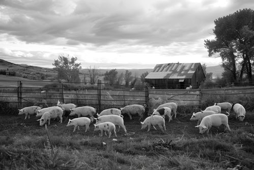 家禽家畜散養土豬圖片 攝影圖