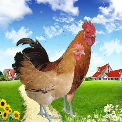 【四川內江雞苗養雞廠(雞苗發放信息】-