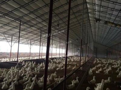 供應薄膜溫室大棚建設 家禽養殖大棚 耐腐蝕養殖大棚