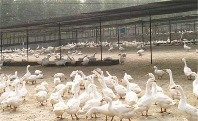 鵝養殖場的選址要點