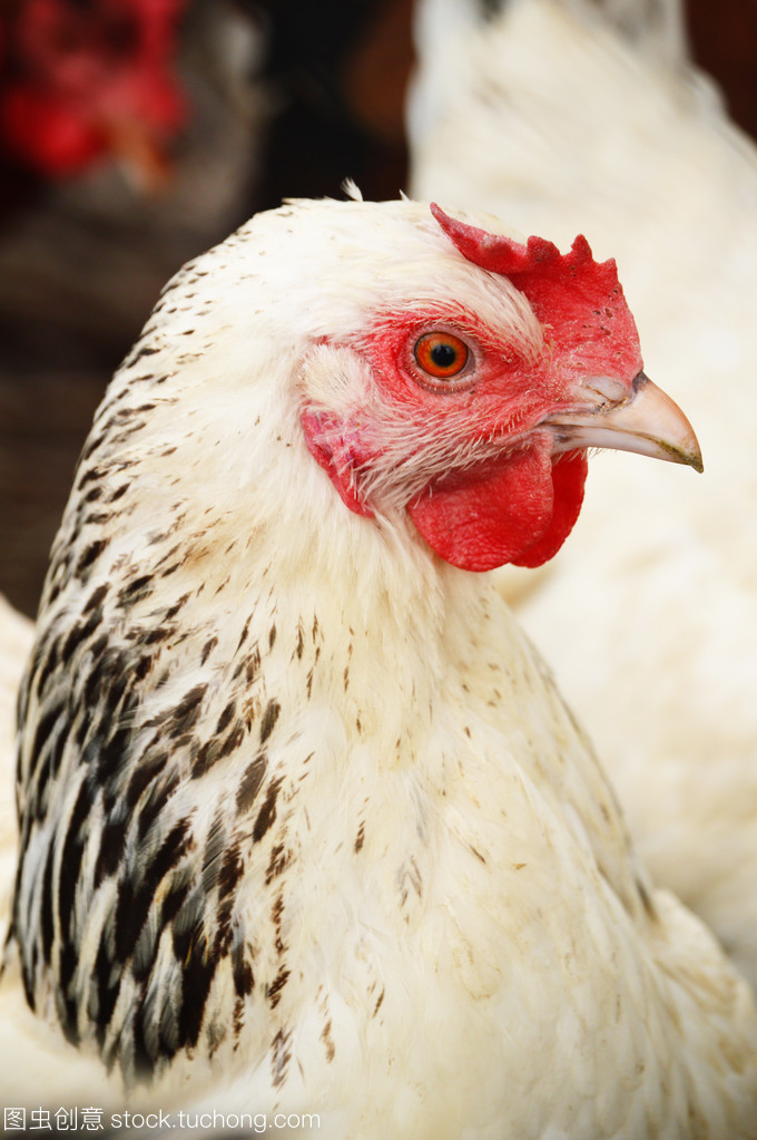 傳統的自由范圍家禽養殖