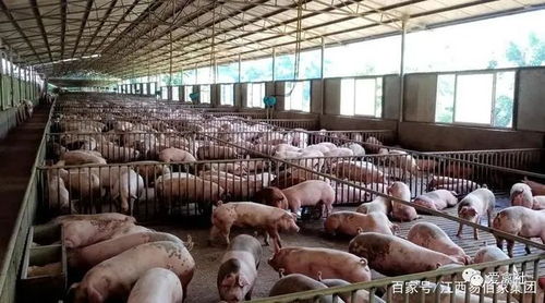 未來養殖業的四大變化,個體標準化養殖是主力軍