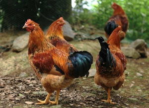 2015年養雞賺錢嗎